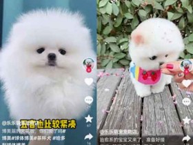 短视频副业:无脑短视频搬砖赚钱思路,轻松月入10000+