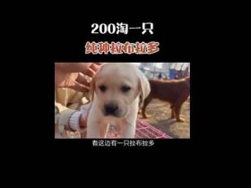 抖音0门槛副业,抖音快手卖猫狗月销30w+