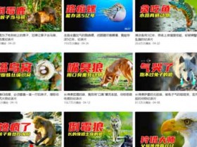 中视频玩法:0门槛动物纪录片中视频+小程序推广副业