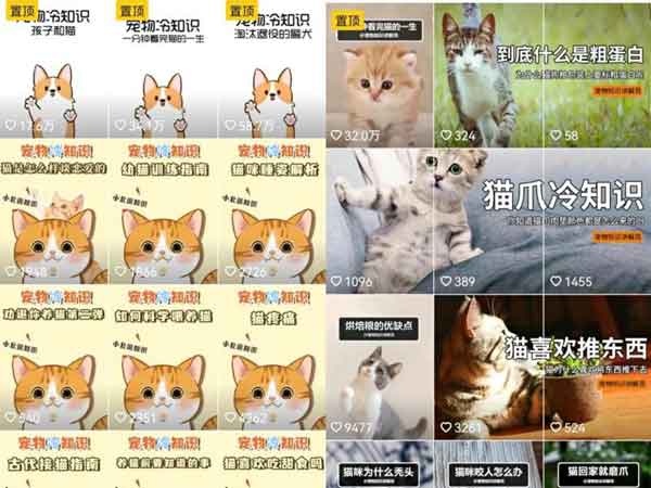 低成本宠物项目思路,单天300-500副业收入